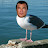 Steven Seagul