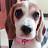 Bella the Beagle Beauty