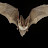 Chiroptera