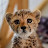 CheetahGirl2805