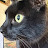 Viggycat