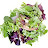 Salad Greens