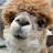 alpaca