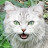 Love Cats