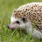 HedgehogLover368