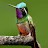 Hummingbird 1468