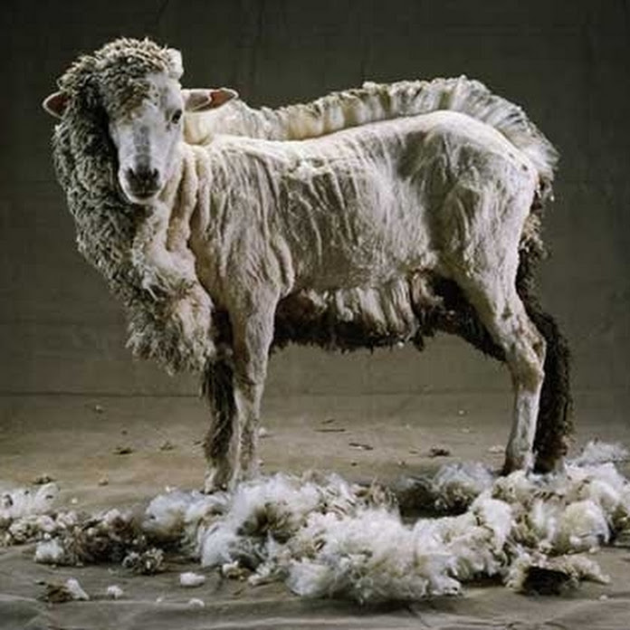 My-Junk Shared Net Worth & Earnings (2026)