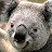 Koala 27