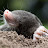 Mole