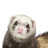 Ferret Lord