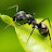 Barsid Ant