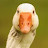 The Goose