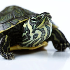 Thumbnail of related channel