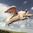@theflyingpig6361