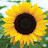 Sunflower Gal