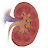 Left Kidney