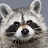 Raccoon