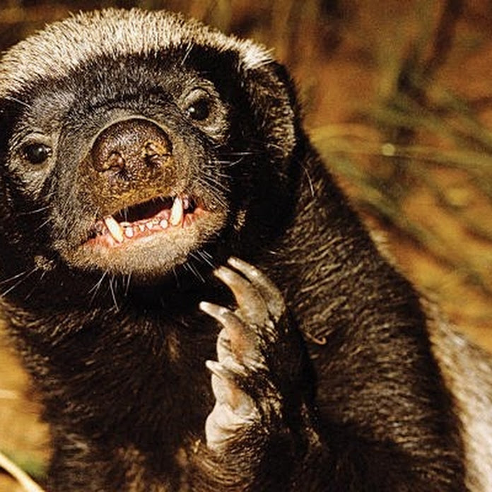 czg123 Net Worth & Earnings (2025)