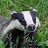 Badger