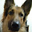 VENUS the GERMAN SHEPHERD #smartdog