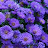 Aster Aster