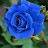 rose blue