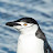 arctic penguin 12
