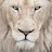 White Lion