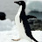 Пингвин Пингвинявский