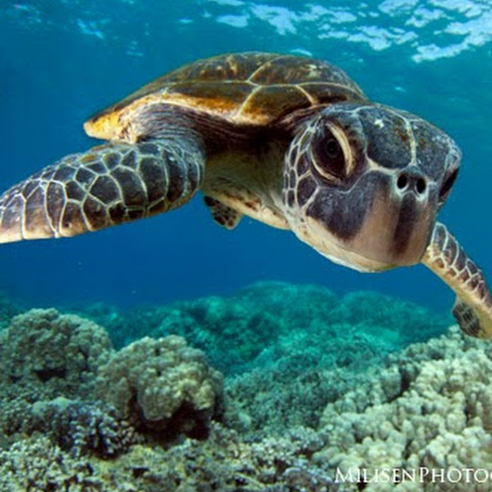 Catamaran Channel Net Worth & Earnings (2026)