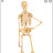 Skeleton