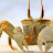 crab ,
