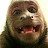 monkey about