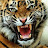 Happy tiger