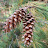 Pine Cones1988