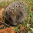 hedgehog