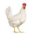 Chickn