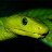 Green Mamba