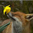 Fox sniffing flower
