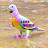 High flying pigeons Ahemdabad