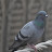 AbsurdPigeon