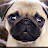 Pug Plays! :D