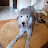 poodle lady lady