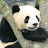 Panda Taishin