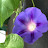 Morning Glory