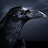 Black Raven
