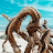 Driftwood
