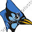 Bluejay 03