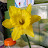Cherie B. Avatar