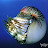 Nautilus Pompilius